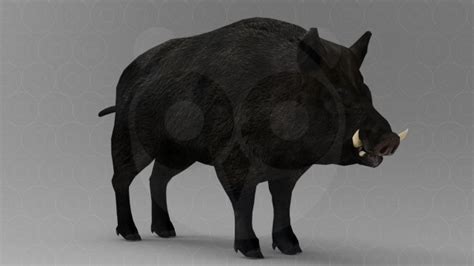Wild Animal Pack Rigged Animated 3d Model In Wildlife 3dexport