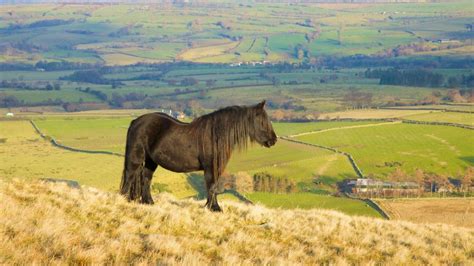 fell ponies horse hound