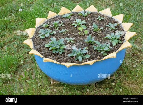 A Flower Bed Made From Old Car Tires Stock Photo Alamy