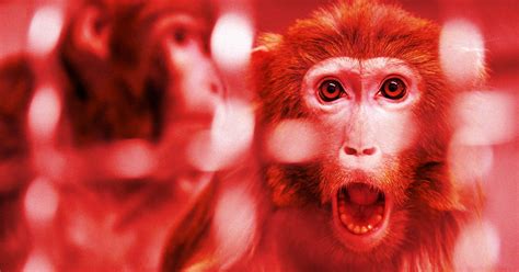 Neuralink Says 21 Percent Of Its Monkeys Died Because Of Brain Implant