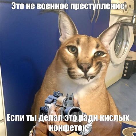 Создать мем каракал шлёпа русский кот каракал шлёпа каракал Картинки Meme