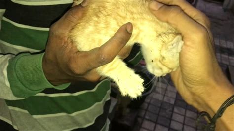 kitten rescued from a well youtube