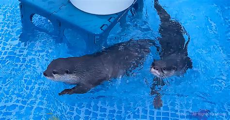 Adorable Otters Love Their New Swimming Pool Madly Odd