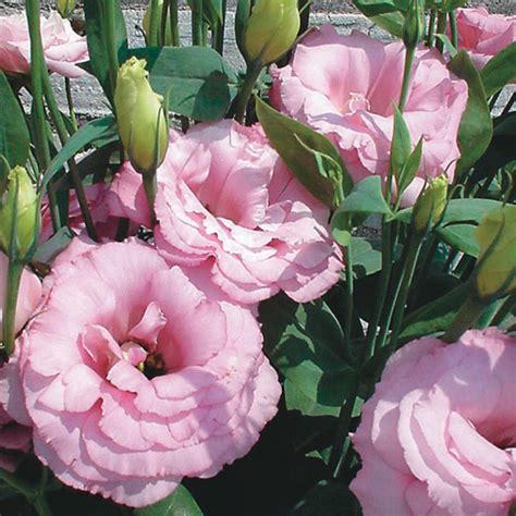 How To Grow Lisianthus From Seed Hubpages