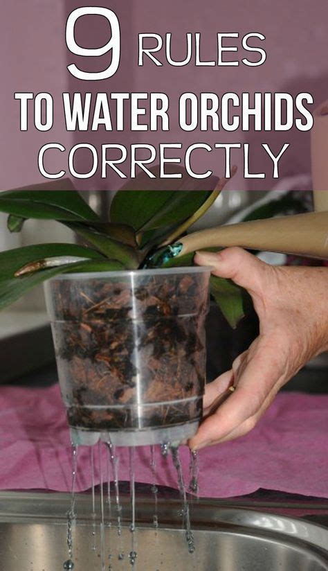 9 Rules To Water Orchids Correctly Orchids Indoor Orchids Orchid