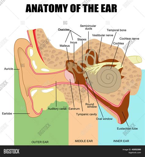 Anatomy Human Ear Vector And Photo Free Trial Bigstock