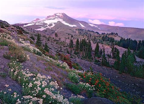 Mt Hood Draped With Wildflowersoregon Cascades Picture