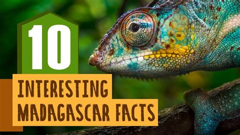 10 Interesting Madagascar Facts Youtube