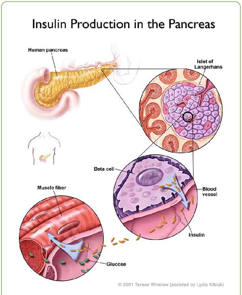 Insulin Pancreas Diagram