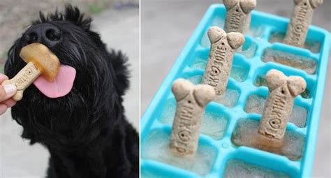 These Easy Dog Popsicles Will Keep Your Dog Cool All Summer In 2020