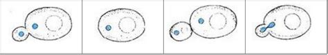 Science2themax Asexual Cell Division Mitosis