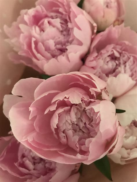 Peony Flowers Soft Pink Petal Romance Nature Blossom Bloom