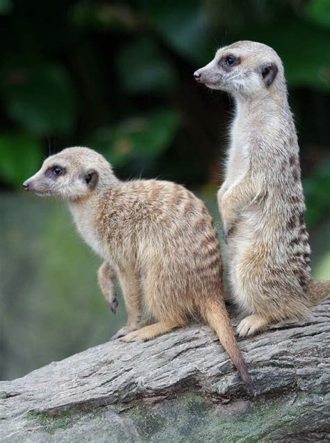 Two Meerkats Stock Image Image Of Side Mammals Outdoors 9709667