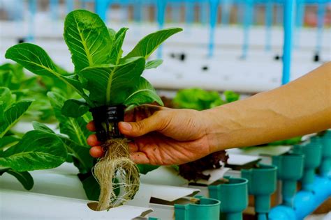 Hydroponic Gardening Faqs What Is It And How Does It Work