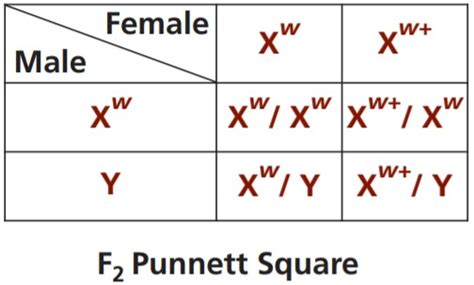fruit fly punnett squares worksheet genetic crosses that involve 2 free nude porn photos