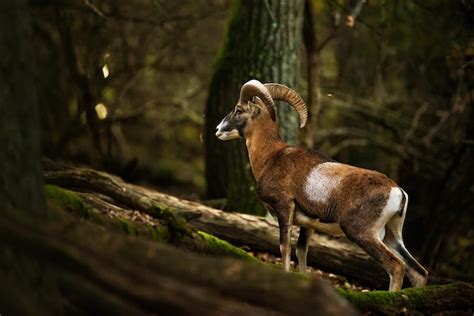 Premium Photo European Mouflon Ovis Aries Musimon In The Forest