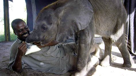 Naledi One Little Elephant How Not To Feed A Baby