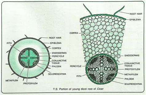 Root Anatomy Monocot And Dicot Root Cross Section
