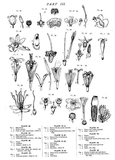 Honestly, late may into june is my 1. Native Flowers of New Zealand/Anatomical Drawings ...