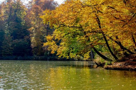 Autumn Forest And Lake Beautiful Autumn Landscape Stock Image Image