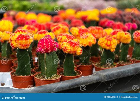 Cactussen Van Verschillende Vormen En Rassen Op De Cactus Boerderij