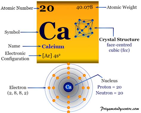 Calcium Element Symbol Properties Facts Uses Function