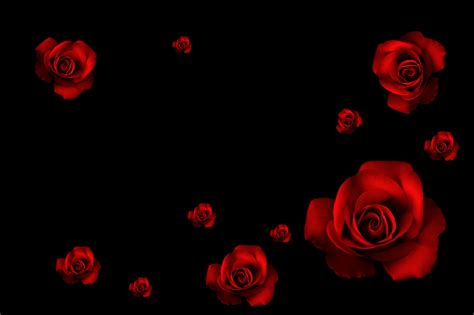 Black And Red Rose Wallpapers On Wallpaperdog