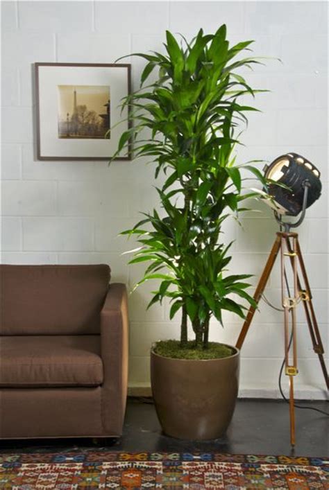 Tall, large indoor plants are excellent for bringing nature indoors to large rooms in homes and offices. 67 best images about Indoor plants and arrangement ideas on Pinterest | Artificial plants, Ferns ...