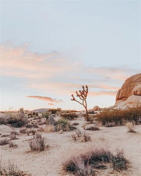 A Lone Tree In The Middle Of A Desert With Rocks And Plants Around It