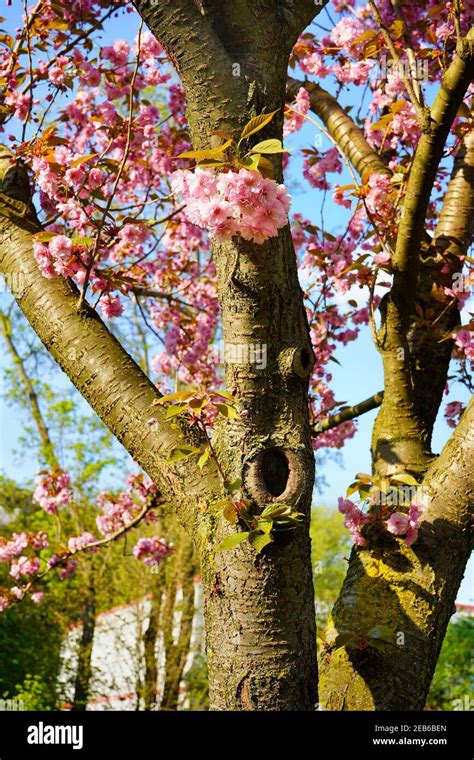 Cherry Blossom Tree With Blooming Pink Cherry Blossoms During