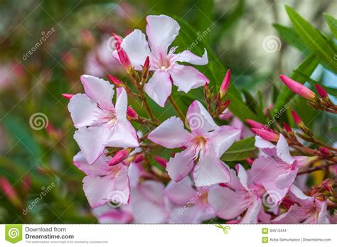 Beautiful Pink Nerium Oleander Flowers On Bright Summer Day Stock Photo