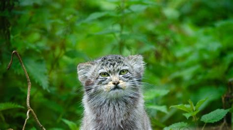 A Pallass Cat In Forest Undergrowth Stock Photo Download Image Now