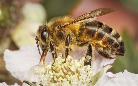 Western Honey Bee Apis Mellifera Bee Honey Bee Honey