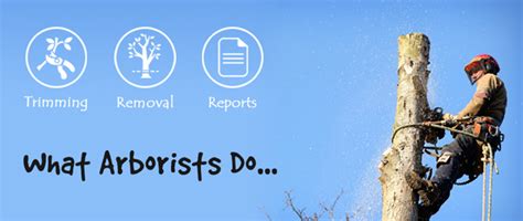 According to existing data, a professional arborist may make an estimated median income of about $48,000, per year. What does an arborist do? | 2 min read.... with images