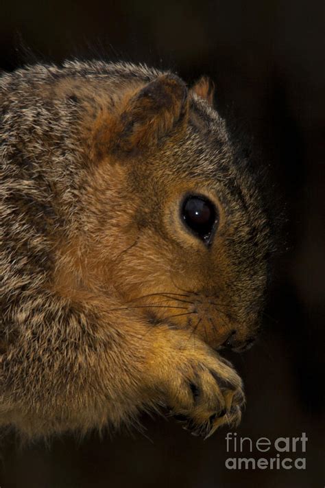 Praying Squirrel Photograph By John Harmon Fine Art America