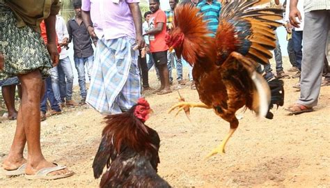 Banned But Cockfighting Spikes In Coastal Andhra Pradesh During Sankranti India News