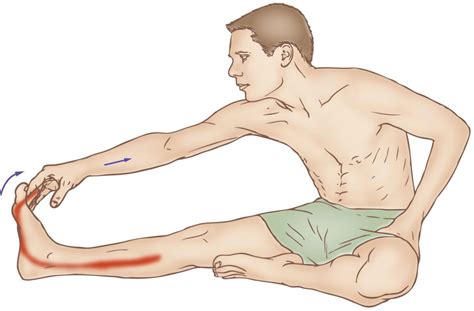 Flexor Digitorum Longus Dick Stretching Learn Muscles