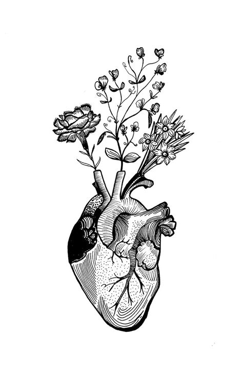 Anatomical Heart By Mhairi Stella Illustration