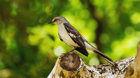 Discover The Charming Small Gray Birds With White Bellies A Guide