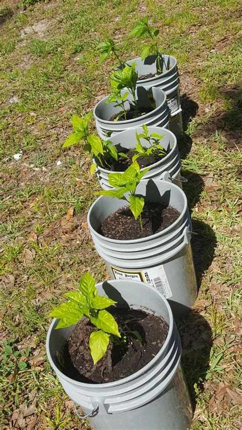 Tabasco Stuffed Hot Peppers Buckets Jalapeno Gallon Chili Growing