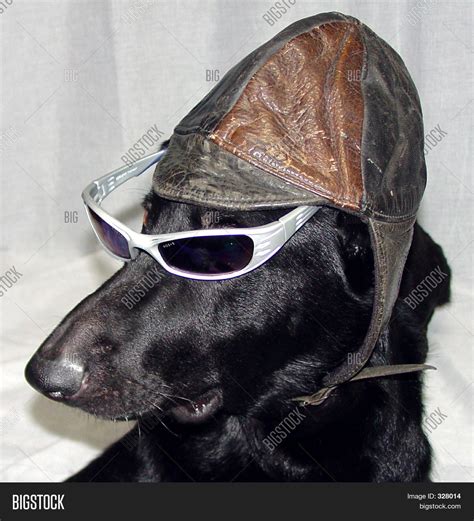 Funny Dog Hat And Image And Photo Free Trial Bigstock