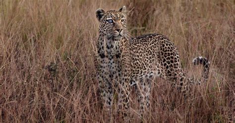 Mystery Cats Newslink Leopard Conservation A Neglected Issue