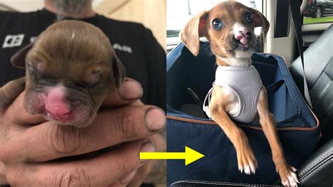 Amazing Transformation Of Tiny Puppy With A Cleft Lip And Full Cleft