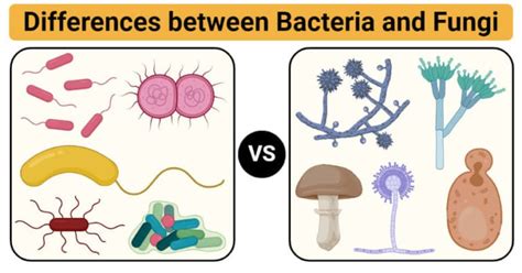 Bacteria Vs Fungi Definition 21 Major Differences Examples