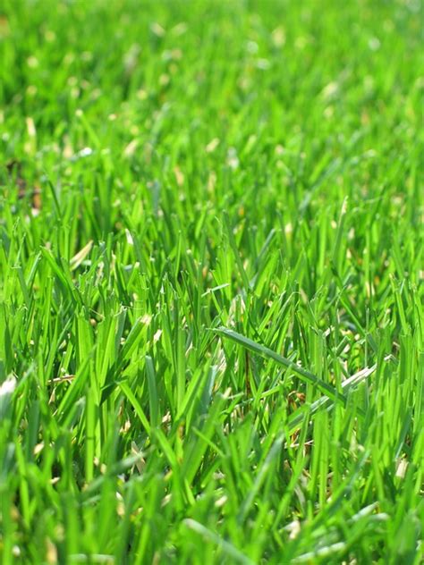 Grass Green Lawn Free Photo On Pixabay Pixabay