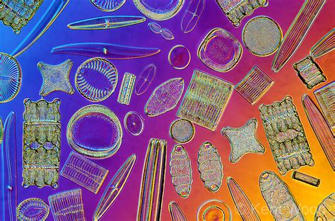 Diatoms Theyre Everywhere Microbiology