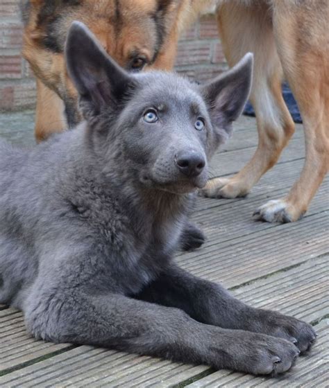 Powder Blue German Shepherd For Sale All Police Dogs