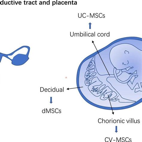 Mscs Distribution In The Reproductive Tract And Placenta Emscs
