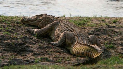 Нилски крокодил най големият в Африка тегло размер местообитание