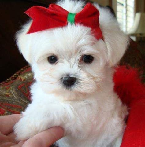 Search for a puppy or dog. Teacup Puppies for Adoption | ... Little Male and Female ...